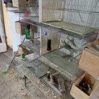 قفس|لوازم جانبی حیوانات|رشت, شهرک صبا|دیوار