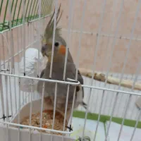 عروس هلندی دستی سالم و حرف گوش کن