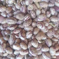 لوبیا چیتی