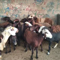 میش آبستن|حیوانات مزرعه|بروجرد, |دیوار