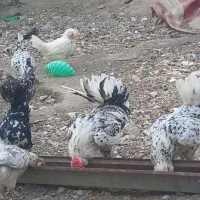 تعدادی مرغ وخروس گلین طوسی کاکلی پنگوئنی|حیوانات مزرعه|چهارباغ, |دیوار