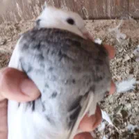 کبوتر طوقی|پرنده|گلستان (تهران), |دیوار