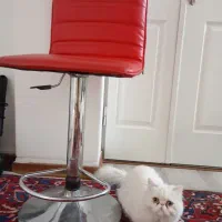 صندلی اپن یا کوتاهی|صندلی و نیمکت|ارومیه, |دیوار