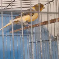 ماده ابلغ اماده سرحال|پرنده|اصفهان, سنجوانمره|دیوار