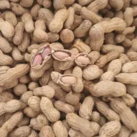 ((بزرگترین مرکز پخش بادام زمینی غرب کشور))