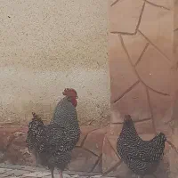 مرغ خروس امروک