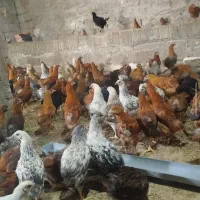 فروش مرغ محلی ۱۰۰ روزه