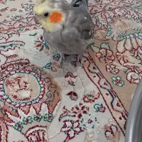 عروس هلندی همراه قفس و لانه