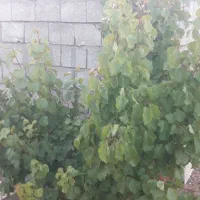 باغ|فروش دفتر صنعتی، کشاورزی، تجاری|تیران, |دیوار