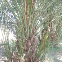 پاچوش وفسیل کلوته موجود است