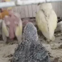 جوجه کوتوله سرلاکی|پرنده|نیشابور, فردوسی جنوبی|دیوار