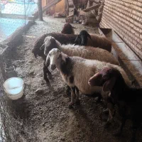 فروش گوسفند جوان ابست
