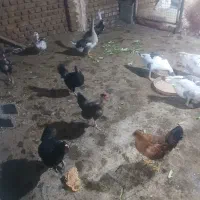 مرغ های تخم گزار کرچ شو محلی|حیوانات مزرعه|محمدشهر, ولدآباد|دیوار
