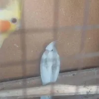 گمشده