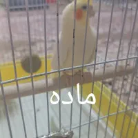 عروس هلندی نر و ماده|پرنده|پیر بکران, |دیوار