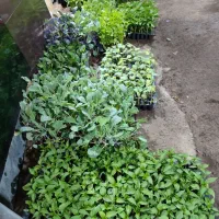 نشاءوبذر سبزیجات درجه یک