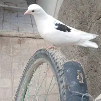 جوجه کفتر|پرنده|چناران, |دیوار