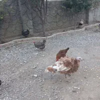 بوقلمون بوربون پر گوشت