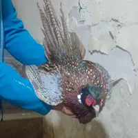 مرغ و خروس آمریکایی|حیوانات مزرعه|قزوین, |دیوار