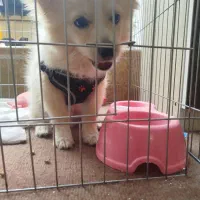 سگ پامر روباهی|سگ|شیراز, احمدآباد|دیوار