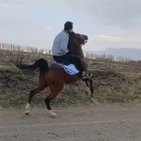 اسب شجره دار