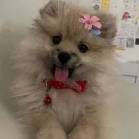 پامرانین خرسی