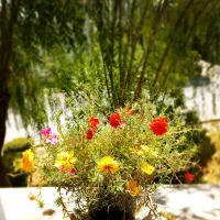 تمام سکه ۸۶