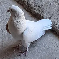 کفتر|پرنده|تهران, امام زاده حسن|دیوار