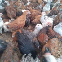 جوجه گلپایگانی