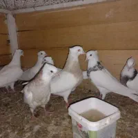 کبوتر