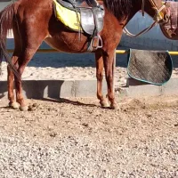 اسب مادیان مشتری واقعی زنگ بزنه ممنون|اسب و تجهیزات اسبسواری|مراغه, |دیوار