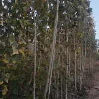 نهال صنوبر درجه یک با قیمت مناسب|خدمات باغبانی و درختکاری|میاندوآب, |دیوار