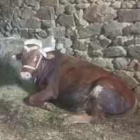 گوساله نر