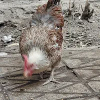 مرغ و خروس محلی رسمی جوان۶ماهه شهرری|حیوانات مزرعه|ری, دیلمان|دیوار