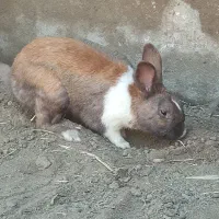 خرگوش نژاد صحرایی است خوبه