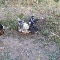 مرغ گلین|حیوانات مزرعه|سمیرم, |دیوار