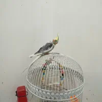 عروس هلندی سخنگو|پرنده|کرمان, |دیوار