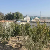 شبگرد و نگهداری از درختان