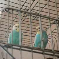 جفت مرغ عشق اماده