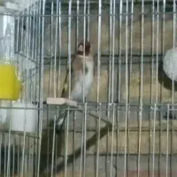 سهره وحش و جفتی قناری|پرنده|اندیمشک, |دیوار