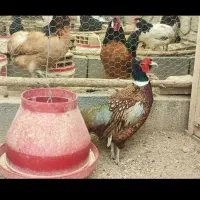 تخم بلدرچین زینتی