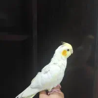 ۳ عدد عروس هلندی تازه دون خور