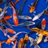 ماهی زینتی خاص