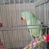 شاه طوطی|پرنده|تهران, مجیدآباد|دیوار