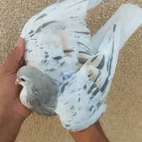 کبوتر  هفت رنگ  لطفا اگهی کامل خوانده شود|پرنده|زاوه, |دیوار