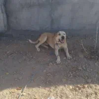 دو ساله افغان