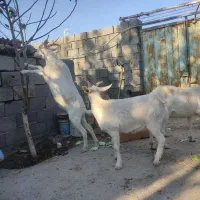 بز سانن و آلپاین در فریمان|حیوانات مزرعه|فریمان, |دیوار