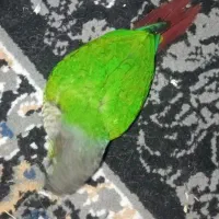 گرینچیک .لوسی وخوابیدنش،و توپ بازی|پرنده|کرج, عظیمیه|دیوار