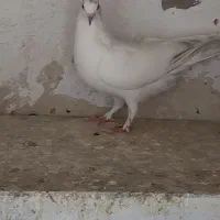 ک‌ف‌ت‌