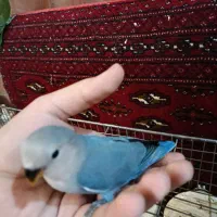 دو عدد کوتوله تازه دون خور شده|پرنده|شهرکرد, |دیوار